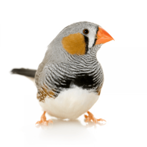 Vogels